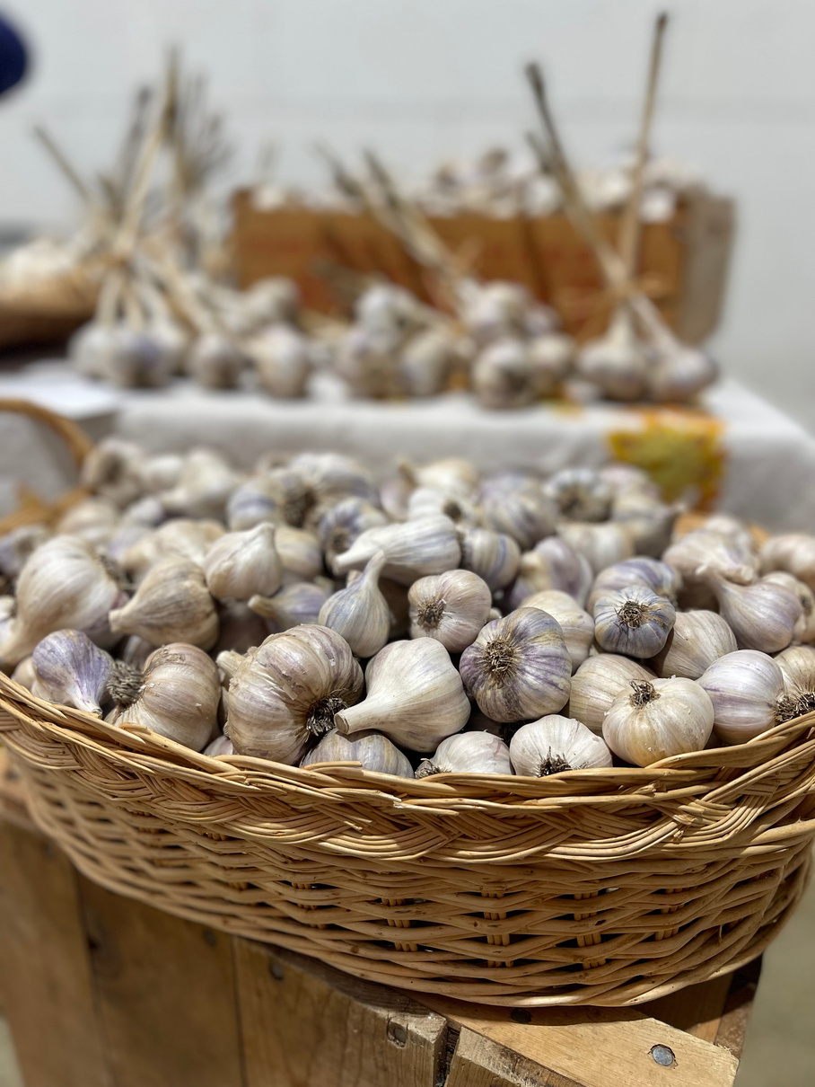 Close-up of fresh picked garlic cloves.